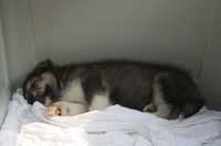 Hudson's Malamutes - Sparkle and Tooter - Hudson's puppy sleeping before being filmed