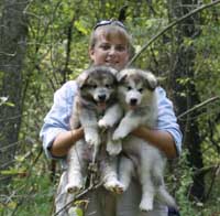 Hudson's Malamutes - Sparkle and Tooter - Jolene and puppies waiting for filming to begin