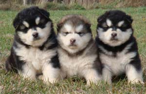 Hudsons Malamutes -  Puppies, puppies, puppies - Chyna puppies!
