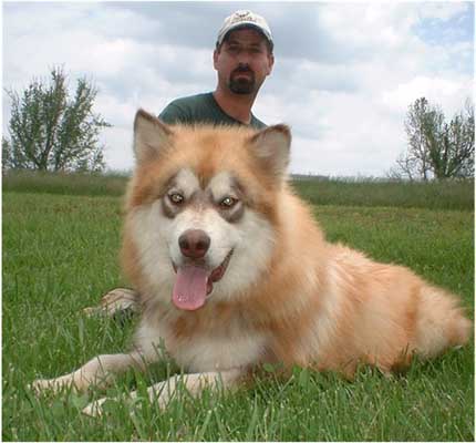 Hudson malamutes store