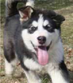 Hudsons Malamutes - Edge
