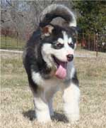 Hudsons Malamutes - Edge