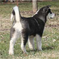 Hudsons Malamutes - Edge