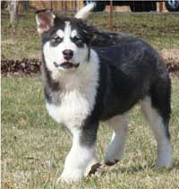 Hudsons Malamutes - Edge
