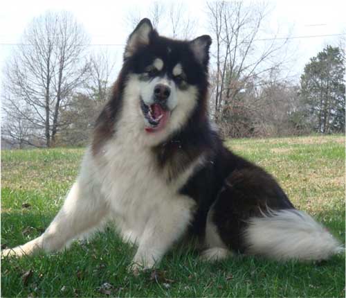 Hudsons Malamutes - Kohbi