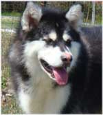 Hudsons Malamutes - Nuka