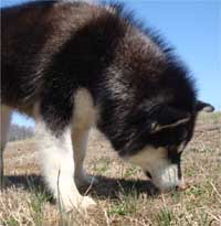 Hudsons Malamutes - Nuka
