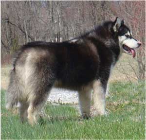 Hudsons Malamutes - Nuka