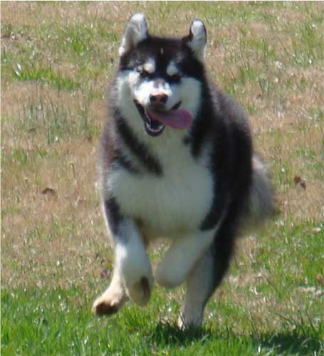 Hudsons Malamutes - Nuka