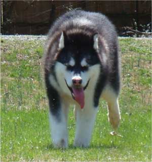 Hudsons Malamutes - Nuka