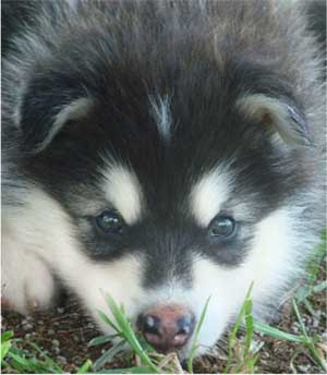 Hudsons Malamutes - Nuka