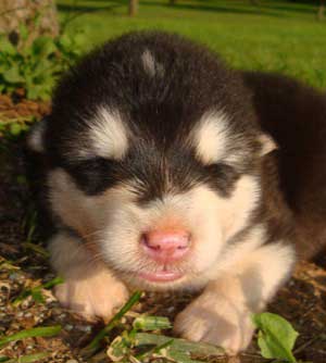 Hudsons Malamutes - Nuka
