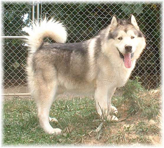 Hudsons Malamutes - Rock