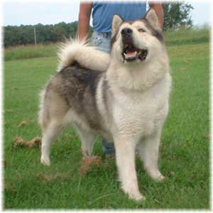 Hudsons Malamutes - Rock