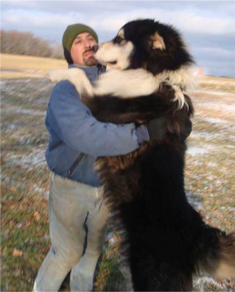 giant malamute husky