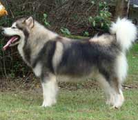 Hudsons Malamutes - Tork