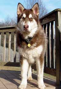 Hudons Malamutes -  Cinnabar