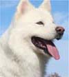 Hudsons Isis -  White Alaskan Malamute