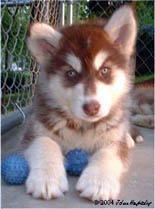hudsons-malamutes-puppies-red.jpg