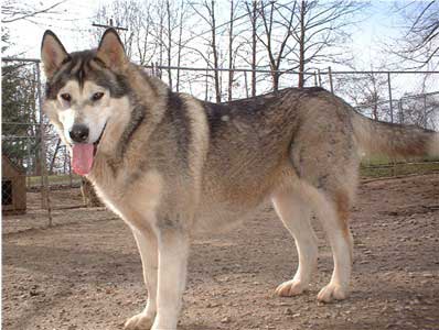 Hudsons Malamutes - Shinook