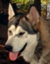 Hudsons Shinook -  Sable/White Alaskan Malamute