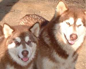 Hudsons Malamutes - Tana at 7 months with her mom Chyanne