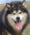 Hudsons Tork - Gray/White Alaskan Malamute