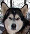 Hudsons Ursa -  Black/White Alaskan Malamute